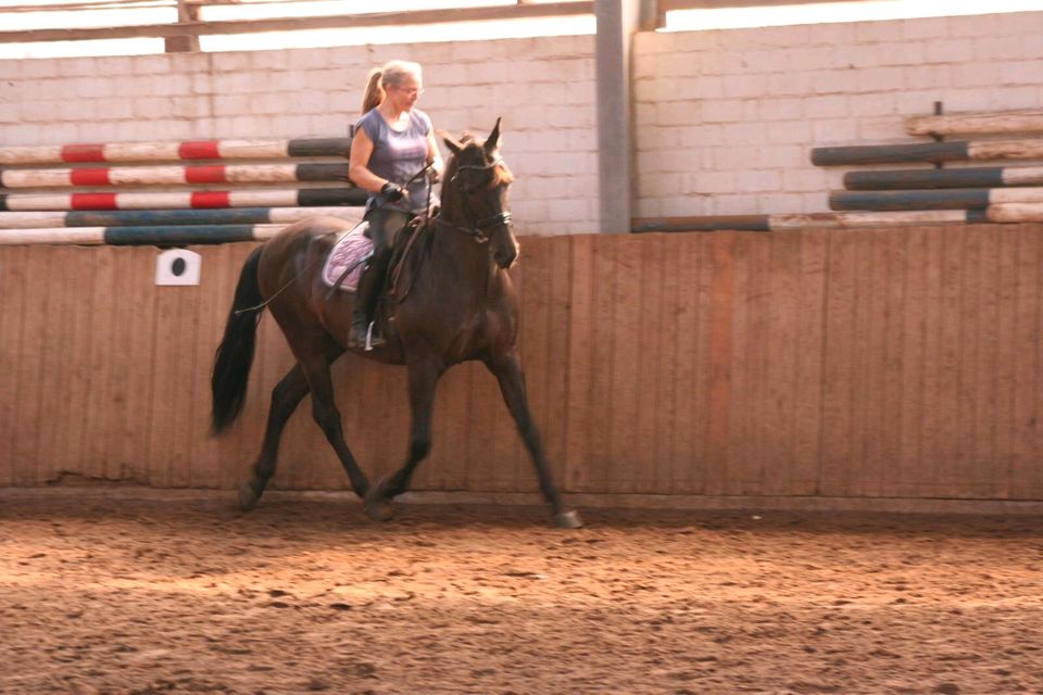 Zwei Reitbeteiligungen an Ponys/Pferde mit Unterricht zu verge in Leese