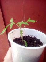 Tomaten Pflanzen Niedersachsen - Jade Vorschau