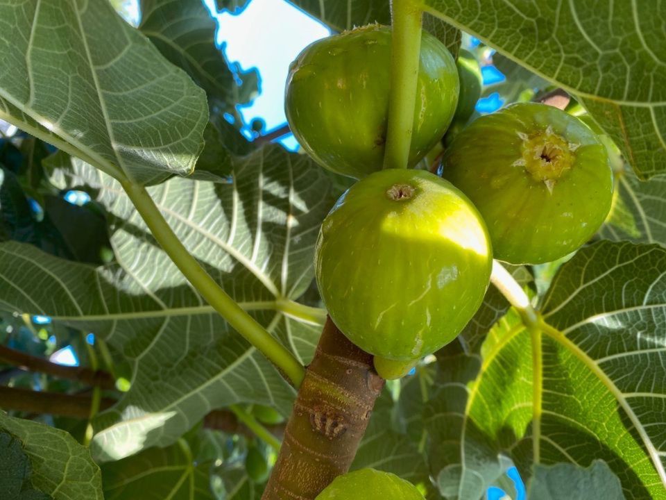 Feigenbaum ca. 85-120 cm - Ficus Carica Dottato in Pulheim