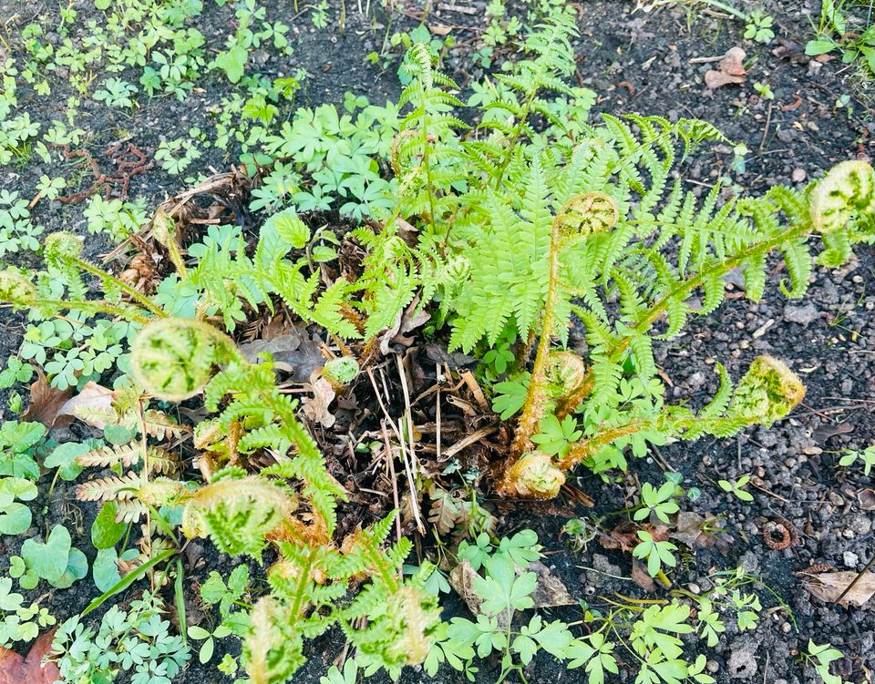 Farn Gartenfarn buschig in Memmelsdorf