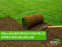 Rollrasen frisch vom Feld Niedersachsen - Edewecht Vorschau