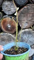 Drosera filiformis, winterharter Sonnentau, Karnivore Nordrhein-Westfalen - Rheurdt Vorschau