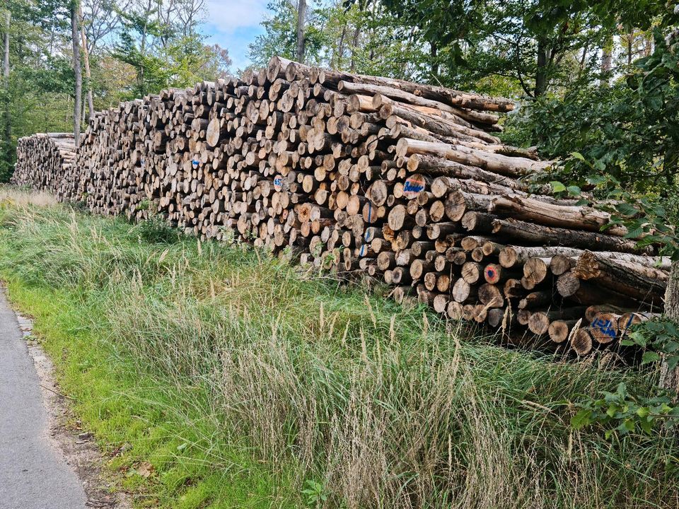 Stammholz Rundholz Brennholz Kiefer Buche Eiche etc.mit Lieferung in Alzey