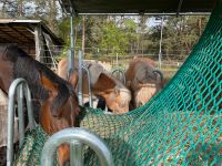 Offenstallplätze für Ponys und Kleinpferde Niedersachsen - Wesendorf Vorschau