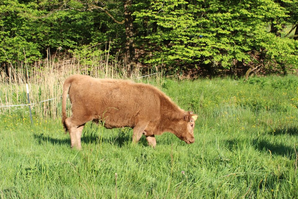 Dexter Färse Rind in Hessisch Lichtenau