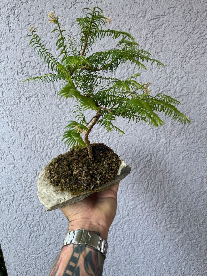 Bonsai Lavendel ,Mammutbaum, Muschelzypresse in Hausen Oberfr.