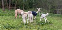 Alpaka Stute Alpakastute ggf mit Fohlen bei Fuß Thüringen - Leinefelde Vorschau