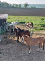 Pferdemist zu verschenken Baden-Württemberg - Schliengen Vorschau