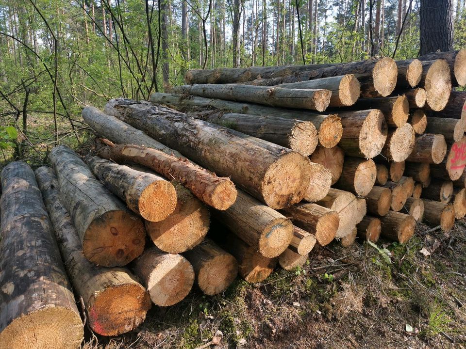 Trockene 3 Meter Stämme abzugeben Brennholz in Gifhorn