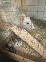 Husky Ratten mit Käfig Sachsen-Anhalt - Hasselfelde Vorschau