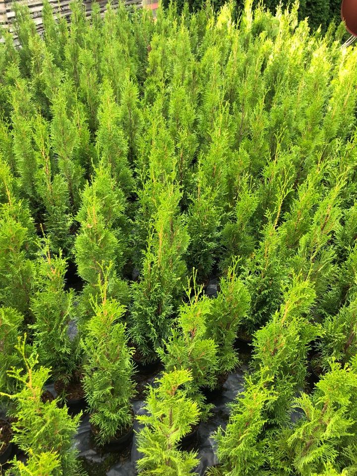 Sonderangebot: 18 x Thuja Smaragd 40-60 cm *Kostenloser Versand* in Saarbrücken