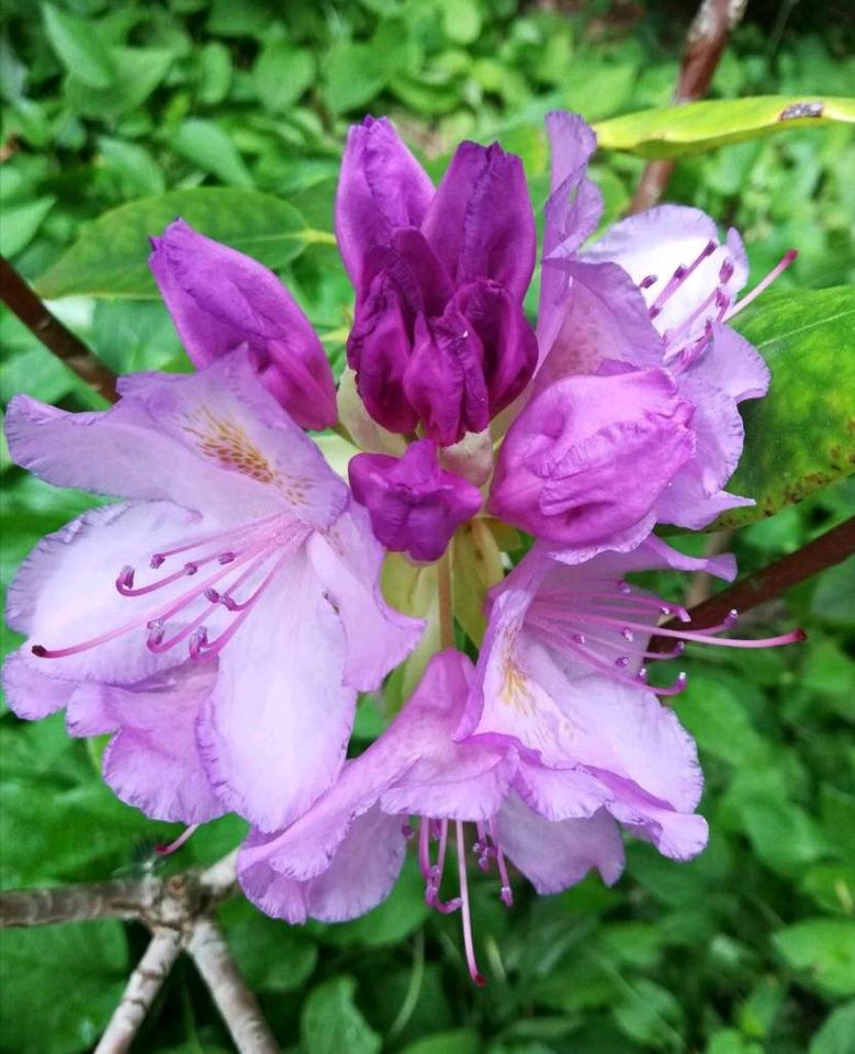 Bienenweide und Hummelwiese Rhododendron XXL in Neuwittenbek