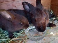 Riesen Kaninchen Nordrhein-Westfalen - Detmold Vorschau