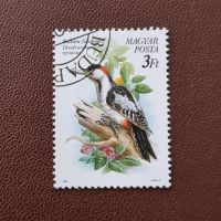 Ungarn Buntspecht Vogel Ornithologie #1657 Niedersachsen - Aurich Vorschau