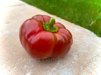 Paprikasamen Tomatenpaprika Spitzpaprika wie Bio und vegan Nordrhein-Westfalen - Königswinter Vorschau