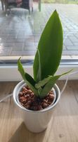 Sansevieria Moonshine Niedersachsen - Moisburg Vorschau