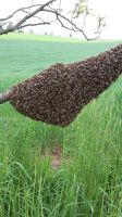 Kunstschwarm Bienen Carnica mit begatteter Königin Sachsen - Wildenfels Vorschau