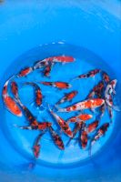 Japan Koi Tosai Showa SFF Sakai Fish Farm Rheinland-Pfalz - Asbach Vorschau