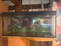 Aquarium 240L ohne Filter/ohne Fische Nordrhein-Westfalen - Delbrück Vorschau