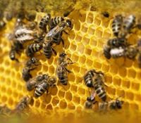 Bienen Völker Rheinland-Pfalz - Rhaunen Vorschau