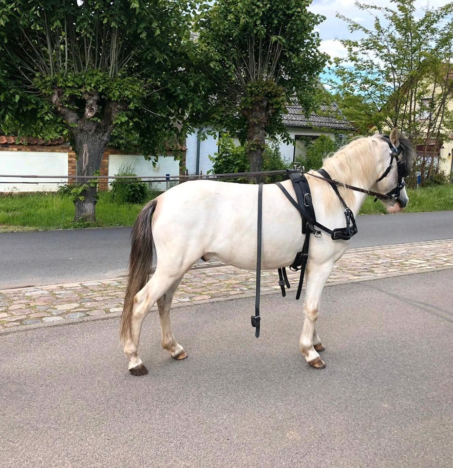 Einfahren von Pferd und pony in Wusterhausen