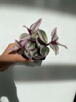 Hoya tradescantia / Zimmerpflanze Kr. München - Unterschleißheim Vorschau