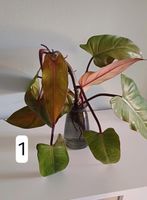 Philodendron "Painted Lady" - Kopfableger Zimmerpflanze Nordrhein-Westfalen - Hövelhof Vorschau