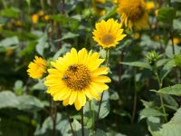 Sommer Staude Sonnenblume winterhart Pflanze gelb mehrjährig Sachsen-Anhalt - Dessau-Roßlau Vorschau