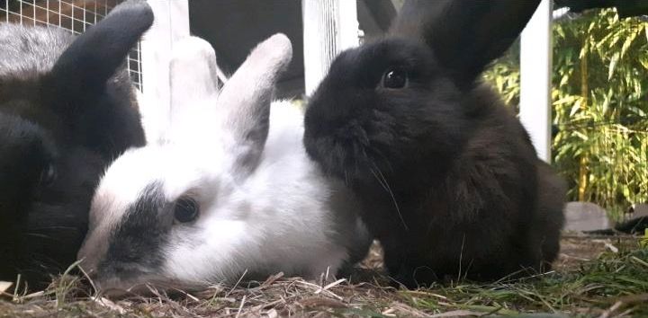 Kaninchen weiblich kastrat 3 weiß und schwarz in Nidda