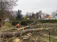 Baumfällung vom Fachbetrieb Nordvorpommern - Landkreis - Tribsees Vorschau