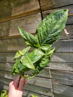 Syngonium mottled mojito ableger Niedersachsen - Braunschweig Vorschau