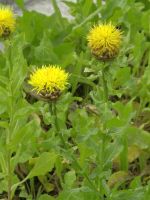 Centaurea macrocephala Flockenblume 9x9x9cm Topf ab 2,30€ Bayern - Bayreuth Vorschau