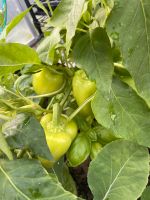 Paprika - Samen - gelb / grün - Bio - für 10 Pflanzen Brandenburg - Altlandsberg Vorschau