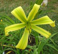 Hemerocallis Taglilie " Green Arrow " (Gossard 2008 ) Spider EF Köln - Merkenich Vorschau