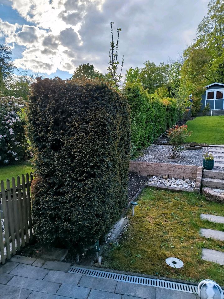 Eibe in Form geschnitten Taxus Baccata ca 1,9 Meter  Verschenke in Georgsmarienhütte