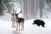 Wild, Reh, Hirsch, Wildschwein, Muffelwild, Damwild, Sikawild Brandenburg - Sonnewalde Vorschau