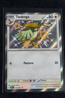 Tauboga (PAF 197) Baby Shiny Friedrichsruhe - Goldenbow Vorschau