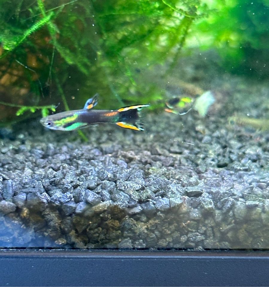 Black Flame Endler Guppy,  Aquarium Nano Fische in Osnabrück