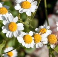 ❤️ Mutterkraut 50 Samen ❤️ Garten Pflanzen Brandenburg - Brandenburg an der Havel Vorschau