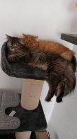 Stella und Garfield suchen ein neues zu Hause Nordrhein-Westfalen - Schalksmühle Vorschau