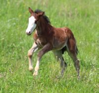 Quarter Horse Hengstfohlen, bay splash, 03/2024 Baden-Württemberg - Waldshut-Tiengen Vorschau