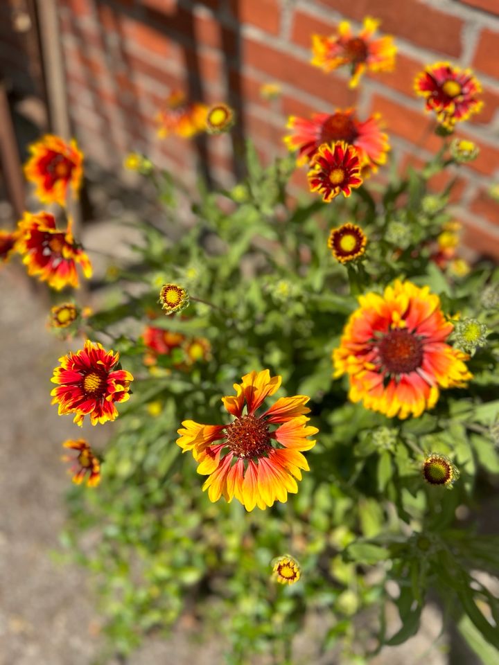 Kokardenblume ‚Fackelschein‘, Staude, Stück 2,90 Euro in Osteel