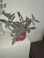 Dreimasterblume Purple Pallida Pflanze Blume Nordrhein-Westfalen - Herne Vorschau