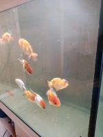 Ranchu Goldfish Niedersachsen - Asendorf (bei Bruchhausen-Vilsen) Vorschau