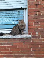 Maine Coon Mix Kater Nordrhein-Westfalen - Porta Westfalica Vorschau