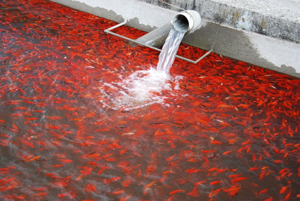 Israel Koi`s - Jetzt im Angebot // Fischfarm Eske in Flensburg