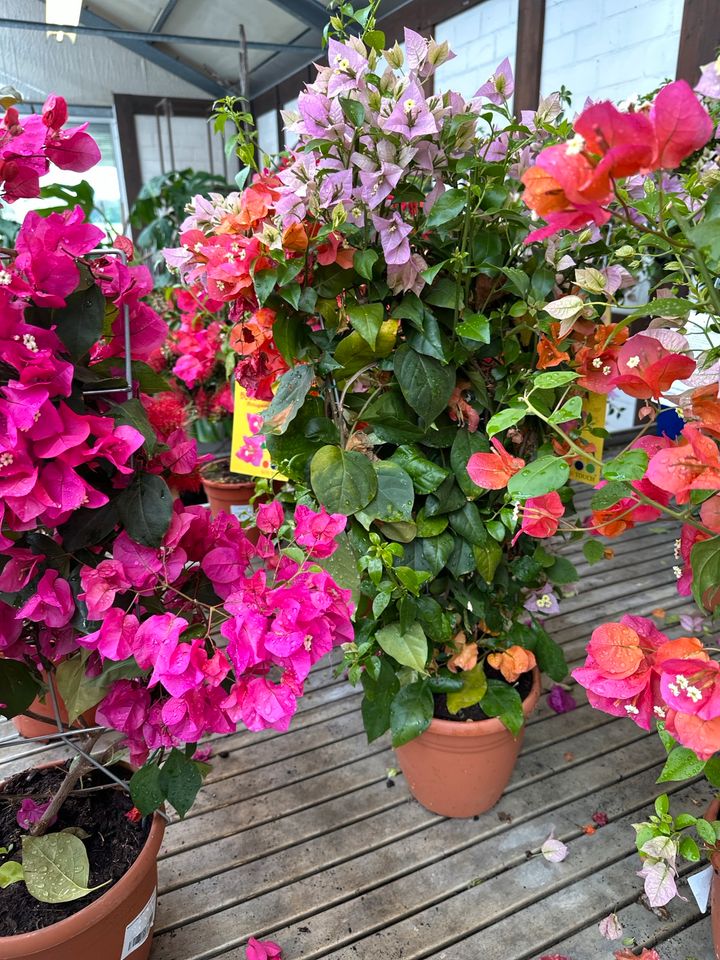 Drillingsblume Bougainvillea 90-120cm mehrfarbige in Nordkirchen