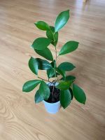 Ficus Benjamina Niedersachsen - Isernhagen Vorschau