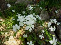 Heide-Nelke 'Albus' Dianthus weiß Heidenelke Steingarten Staude Hessen - Liebenau Vorschau