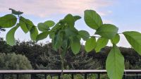 Persea americana - Avocadopflanze Thüringen - Gera Vorschau
